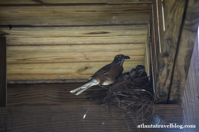 American robin nest