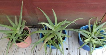 The Herb Gardener Relocating Aloe Vera Outdoors In Spring
