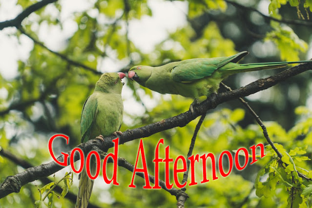 Good Afternoon