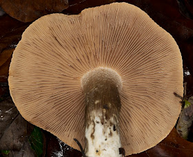 Unidentified fungus.  Orpington Field Club outing to Blackbush Shaw, Cudham, on 19 November 2011.