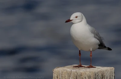 Perched Bird Photography Woodbridge Island: Canon EOS R at ISO 100 / 400mm (without 1.4x Extender)