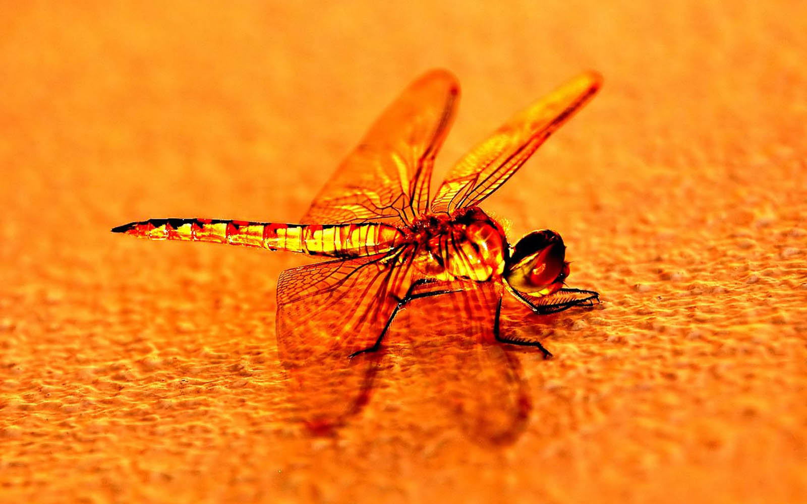 Wallpapers Dragonfly Wallpapers Afalchi Free images wallpape [afalchi.blogspot.com]