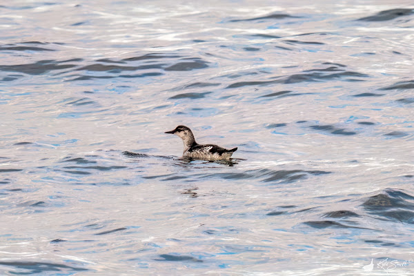 Black guillemot