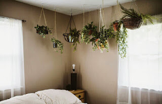 Hanging Ornamental Plants for minimalist