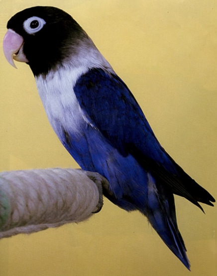Love Bird Secara Umum Di Indonesia