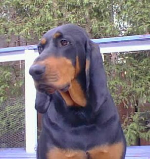 Black and Tan Coonhound-pets-dogs