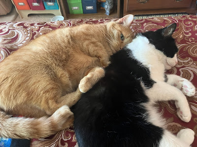 orange cat cuddling tuxedo cat