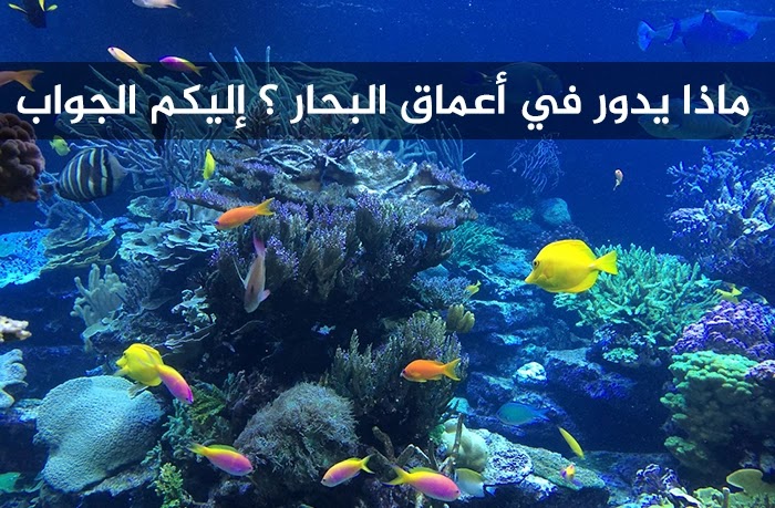 ماذا يدور في أعماق البحار ؟ إليكم الجواب