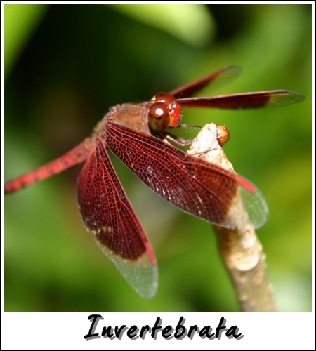 Pengelasan Haiwan Vertebrata dan Invertebrata 