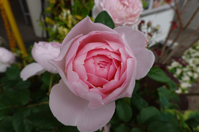 鳥取県西伯郡南部町鶴田 とっとり花回廊 バラ（薔薇）