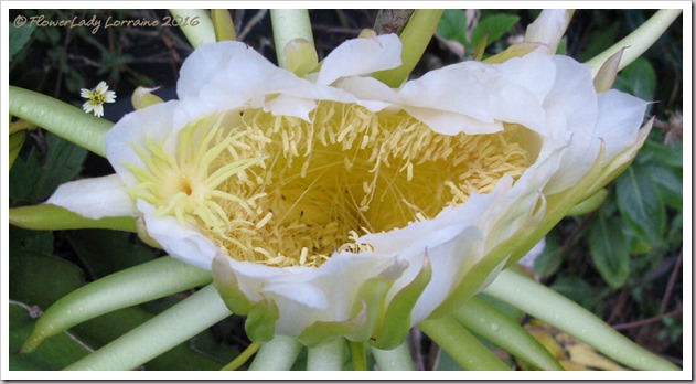 10-11-cactus-bloom3