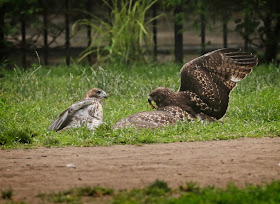 Red-tail siblings playing on the lawn