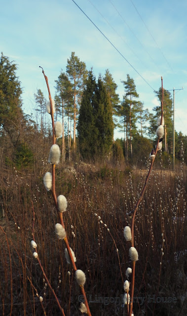 lingonberryhouse, kevätpäiväntasaus, vernal equinox, spring