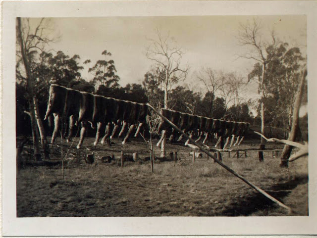 Rabbit skins drying 1940's