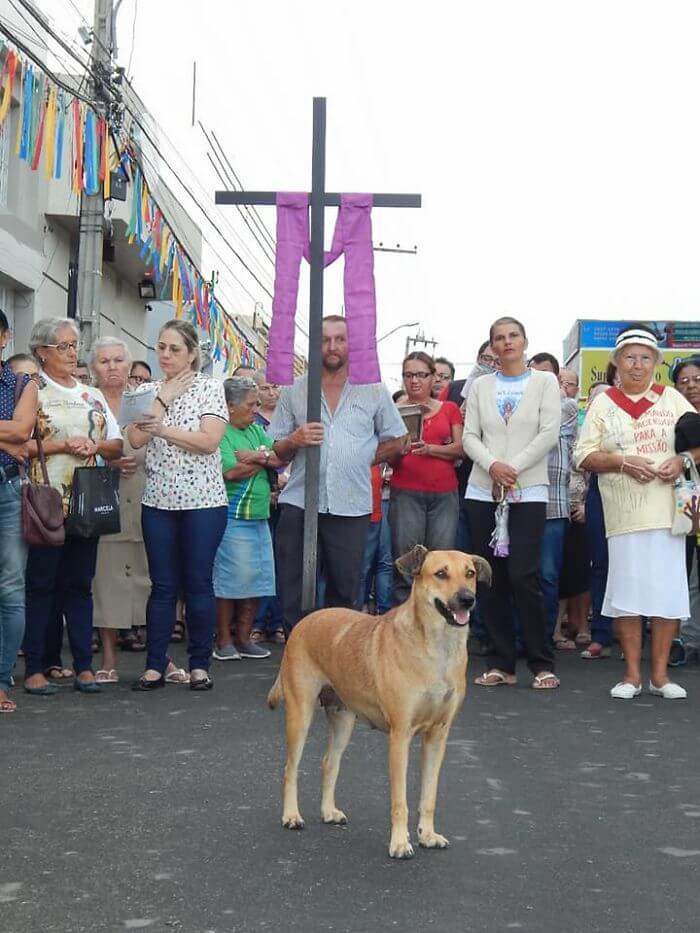 Compassionate Priest Invites Stray Dogs To His Service So They Can Find New Families