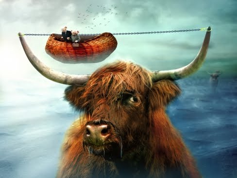 Funny Image Collection: Funny buffalo wallpaper for 