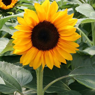 bunga-matahari-surabaya01
