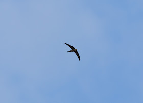 Plain Swift - Playa de las Américas, Tenerife