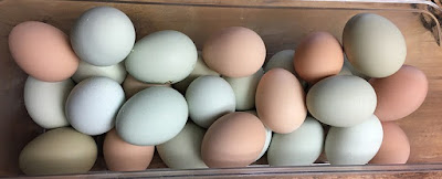 Blue, green, brown and pink chicken eggs.