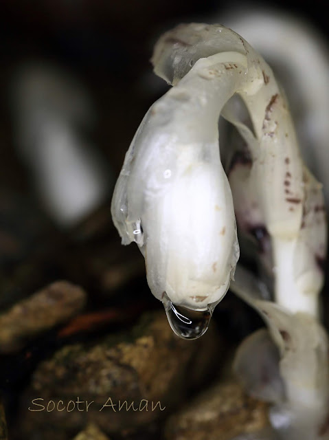 Monotropa uniflora