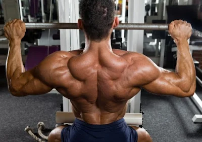 Muscle Guide: Basic Back Workouts For Mass