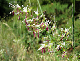 False oat-grass, Arrhenaterum elatius. Among the spikelets is a beetle, Malachius bipustulatus. Hayes Common, 30 May 2011.