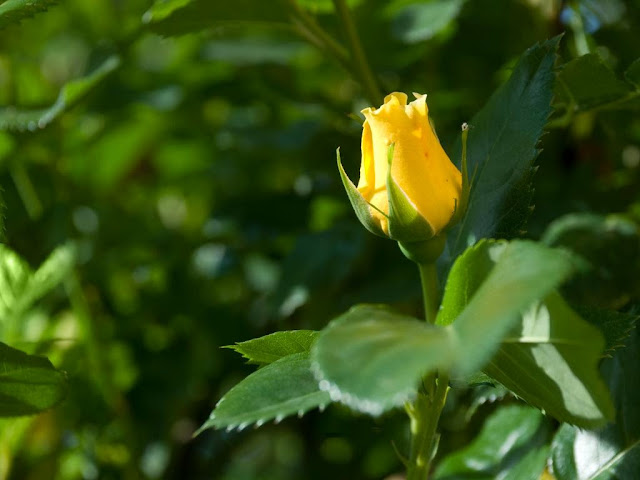 Beautiful Yellow Rose Wallpapers Free Download