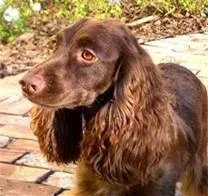 Ảnh: Giống chó Cocker Spaniel dễ mắc bệnh về tai do độ ẩm trong tai cao.