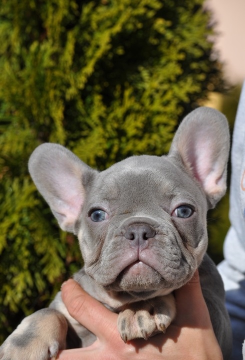 BLUE MALES AND A FEMALES FRENCH BULLDOG PUPPIES FOR SALE ...