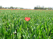 Koninginnedag 2012 (img )