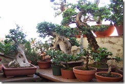terraza 10