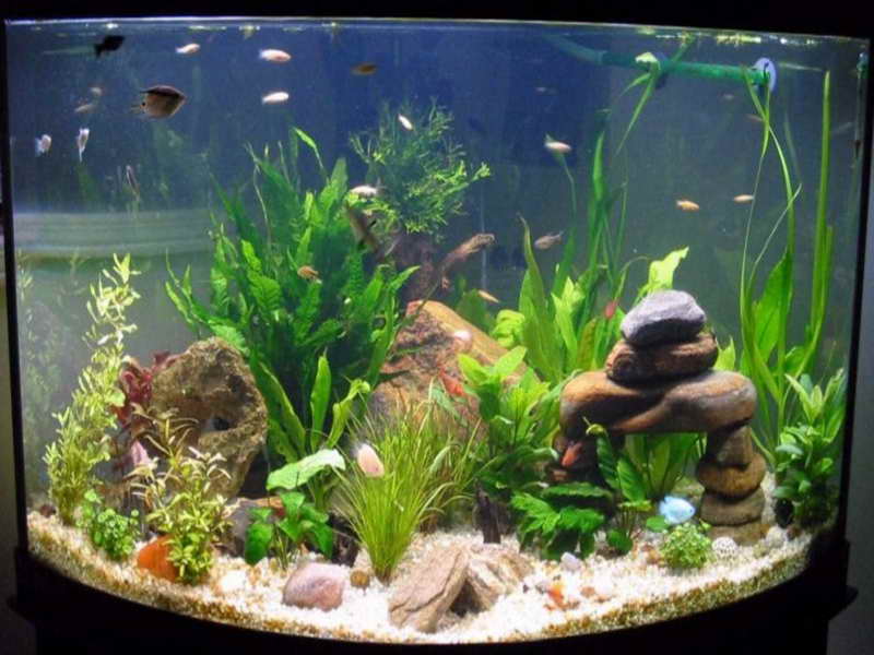 99 Gambar Aquarium Ikan Hias Minimalis Cantik Beserta Ikan 