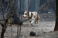 Animales muertos en el incendio de California