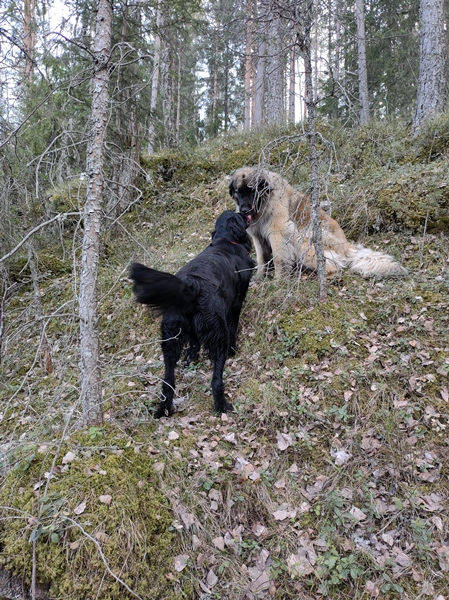 leonberger flat coated retriever