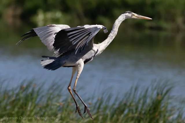 Grey Heron in Flight with Canon Extender 1.4x III (Canon EOS 7D Mark II / 400mm f/5.6L Lens)