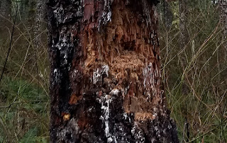 plinking shooting trees