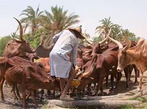 Muslim Group Urges FG To Declare Fulani Herdsmen Terrorists