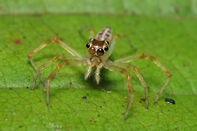 spider eyes, ocelli, jumping spider, Salticidae