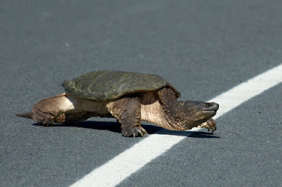 snapping turtle