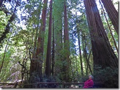 Henry Cowell Redwoods