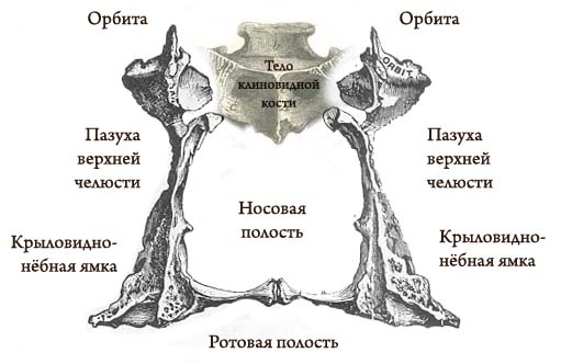 Нёбная кость и смежные полости