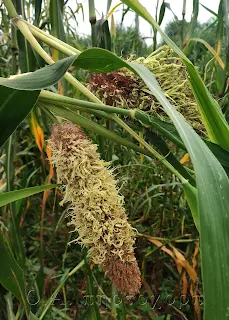 Pearl millet showing malformed partial green ear