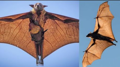 خفاش الثعلب الطائر  Flying fox bat