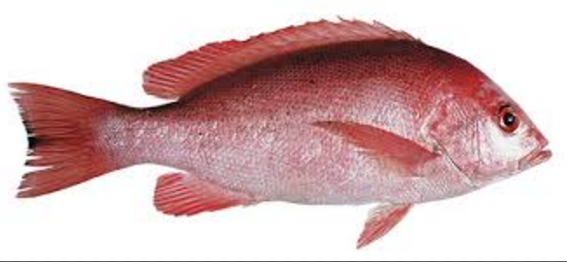  KAKAP  MERAH IKAN  DAN LAUT