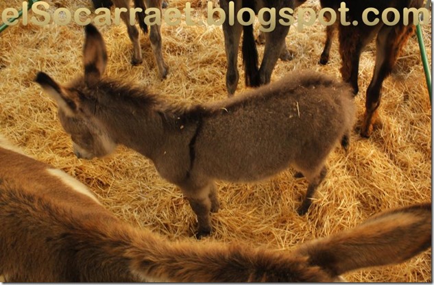FiraTotsSants2014 elSocarraet  ©rfaPV (2)