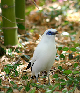 Bali Mynah Bird Pictures