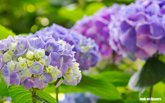 soft purple hydrangea