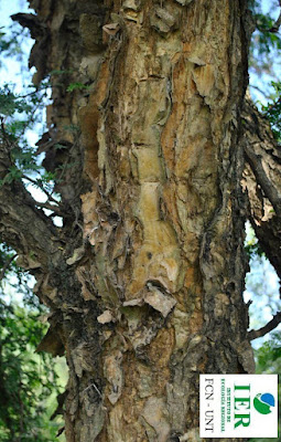 Espinillo blanco (Vachellia albicorticata) tronco