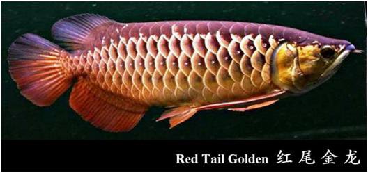 Red Tail Golden Arowana  Dragon Fish