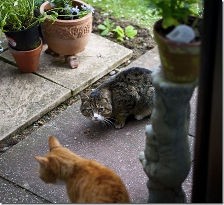 Strange Tabby2